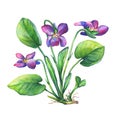 Illustration of Fragrant violets wild flower English Sweet Violets, Viola odorata. Royalty Free Stock Photo