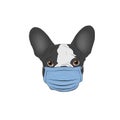 Illustration of french bulldog in medical mask