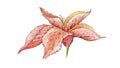 Illustration Fresh Acalypha Wilkesiana or JacobÃ¯Â¿Â½s Coat Plant