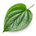Betel Leaf Royalty Free Stock Photo
