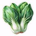 Illustration of Fresh Bok Choy Royalty Free Stock Photo