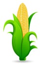 Fresh Corn Royalty Free Stock Photo