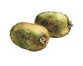 Illustration of fresh fruit whole kiwis.