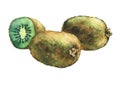 Illustration of fresh fruit whole and slice kiwis.