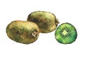 Illustration of fresh fruit whole and slice kiwis.