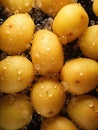 Fresh potatoes ready to eat or mix in a salad