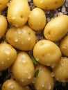 Fresh potatoes ready to eat or mix in a salad