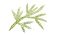 Illustration of Fresh Selaginella Flabellata Leaves on White Background