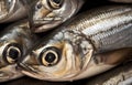 Fresh sprat fish on a black background,  Close-up Royalty Free Stock Photo