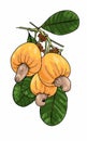 Illustration of fresh yellow cashew fruit with leaves issolated on white Royalty Free Stock Photo