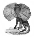 Illustration of frilled lizard Chlamydosaurus in the old book The Encyclopaedia Britannica, vol. 14, by C. Blake, 1882, Edinburgh