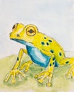 Illustration of a frog in watercolor. A watercolor image of a green frog. An amphibian.