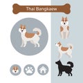 Thai Bangkaew Dog Breed Infographic