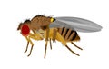 Illustration of a Fruit fly, Drosophila