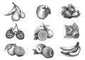 Illustration of fruits and berries in vintage engraving technicue