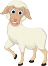 Funny Sheep Cartoon White Background