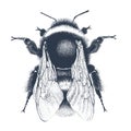 Illustration of garden bumblebee on white background