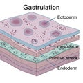 Illustration of gastrulation with labeled layers ectoderm mesoderm and Royalty Free Stock Photo