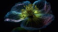 Hellebore Flower Creative Floristic Artwork Royalty Free Stock Photo