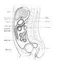 The illustration of genitourinary system of woman ovaries, uterine, vagina etc. and viscera in section in the old book die Royalty Free Stock Photo