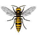 Illustration of Giant Asian Hornet (Murder Hornet)