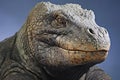 Giant marine iguana close up portrait Royalty Free Stock Photo