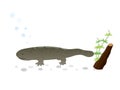 Giant salamander