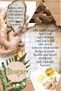 ginger benefits herbalist notebook pages