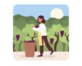 Illustration of girl picks grapes in basket in vineyard