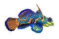 Illustration of a golden mandarin fish