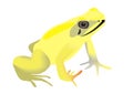 Illustration of a golden poison frog Phyllobates terribilis