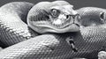 A golden python snake in black and white Royalty Free Stock Photo