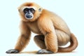 Illustration of a Golden Snub-Nosed Monkey, Gibon