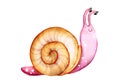 Cute watercolor snail , isolated illustration good for baby clothes print, children greeting card