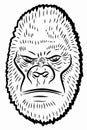Illustration of a gorilla head , vector drawing Royalty Free Stock Photo