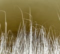 Illustration of grass in solid brown background.