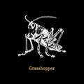 Illustration of a Grasshopper on black background. Drawn insect in engraving style. Sketch in vector.