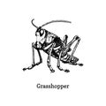 Illustration of a Grasshopper. Drawn insect in engraving style. Sketch in vector. Royalty Free Stock Photo