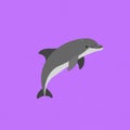 Illustration of a gray dolphin with a white underbelly on a solid purple background. The Royalty Free Stock Photo