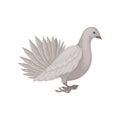 Gray dove, side view. Bird with fluffy tail. Flying creature. Flat vector element for poster or banner Royalty Free Stock Photo