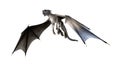 Illustration of a gray dragon with spread wings flying upward isolated on a white background