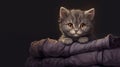 Illustration with a gray kitten lying on a stack of blankets, dark background