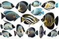 Great tropical fish collectionn white background, animals, marine life Royalty Free Stock Photo