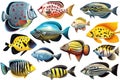 Great tropical fish collectionn white background, animals, marine life Royalty Free Stock Photo