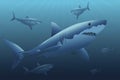 A flock of white sharks in the sea Royalty Free Stock Photo