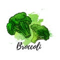 Illustration of green broccoli. Vector watercolor splash background. Graphics for cocktails, fresh juice design. Natural