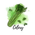 Illustration of green celery. Vector watercolor splash background. Graphics for cocktails, fresh juice design. Natural