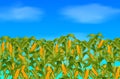 Green corn field growing up on blue sky Royalty Free Stock Photo