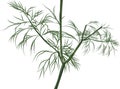Illustration with green dill isolated on white