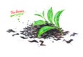 Illustration of green and dried tea leaves